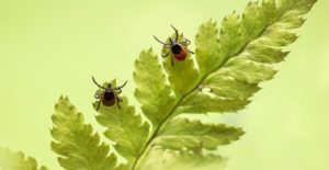 ticks on a green leaf