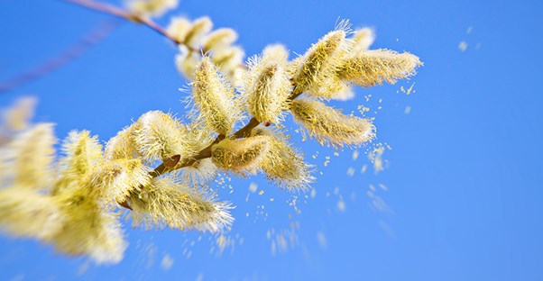 pollen is released from a plant symbolizing an itchy eye cause